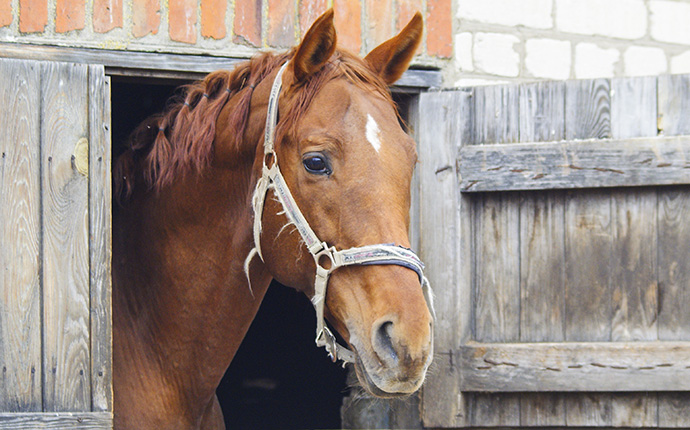 Komfort für Pferd und Stall